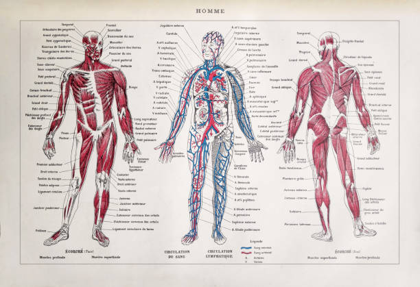 19th century illustration about the human body Old illustration about the human body printed in the french dictionary "Dictionnaire complet illustré" by the editor Larousse in 1889. biomedical illustration stock illustrations