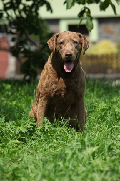 istock Old Chesapeake Bay Retriever 1176599020