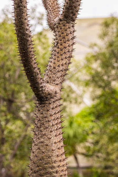 Alluaudia adscendens, succulent plant, close up photo, plant background.