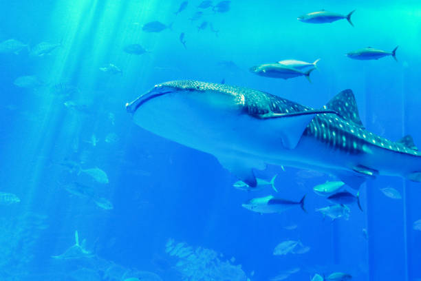 透明なガラスを通して見て、クジラサメは周りの海の様々なガラスタンクで泳ぐ - 水族館 ストックフォトと画像