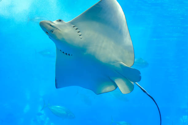 istock looking through clear glass sea rays or Eagle Rays swimming in a tank 1176599788