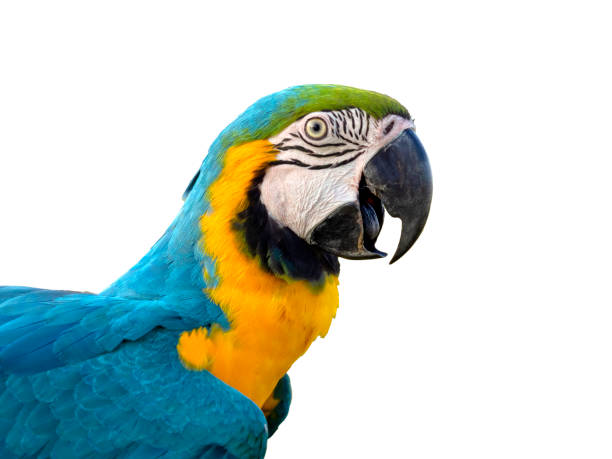 istock Blue and gold macaw (Ara ararauna) isolated 1176600030