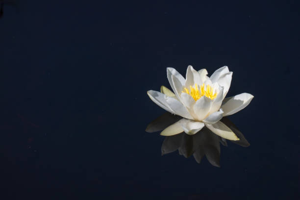waterlily floating on dark water - water lily lily water water garden imagens e fotografias de stock