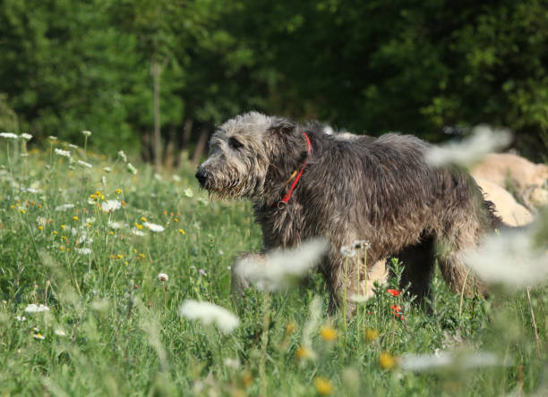 istock Irish wolfhound running in nature 1176600579