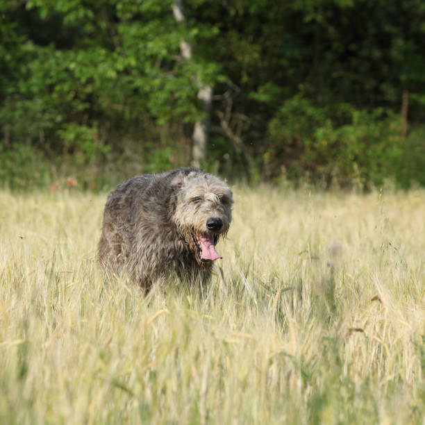 istock Irish wolfhound running in nature 1176600981