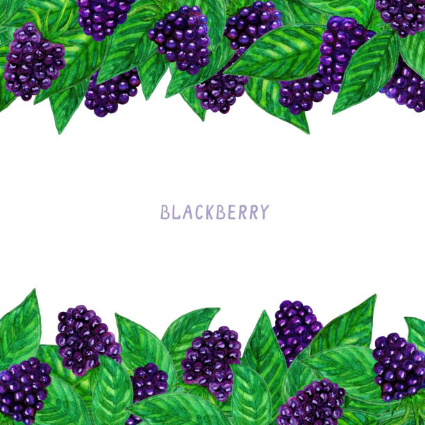 ilustrações, clipart, desenhos animados e ícones de imagem da aguarela do blackberry. bagas frescas e folha da planta. - blackberry fruit mulberry isolated