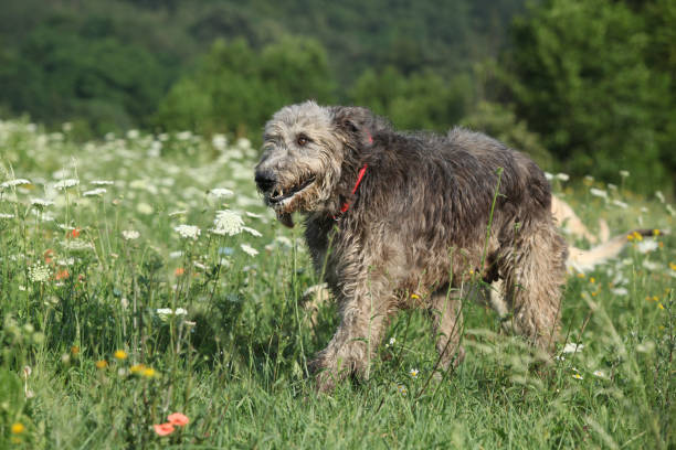 istock Irish wolfhound running in nature 1176601617