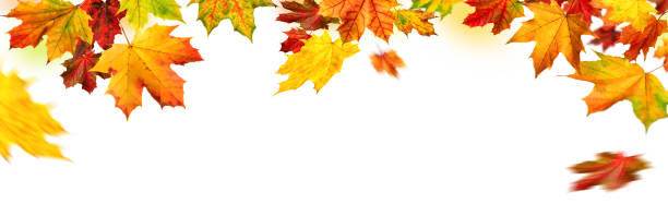 istock Autumn leaves border on white background 1176601720
