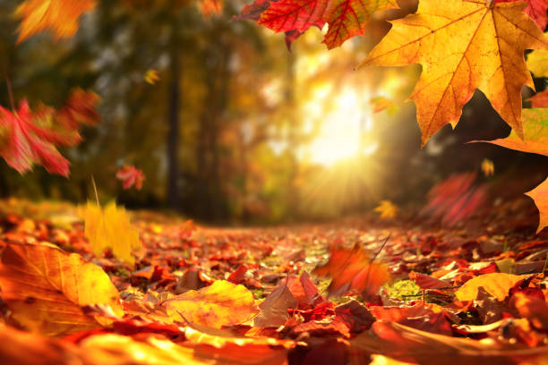 caduta foglie autunnali prima del tramonto - autunno foto e immagini stock