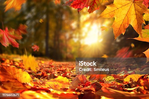 istock Falling Autumn leaves before sunset 1176602671