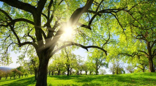 istock Rural landscape with trees on a meadow 1176603399