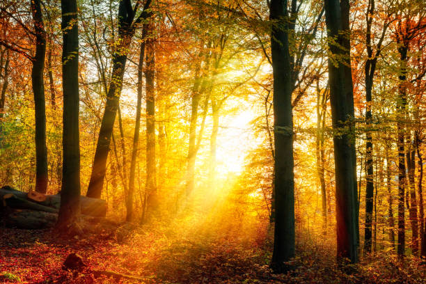 istock Enchanting autumn light in the forest 1176603539