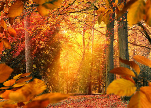 istock Autumn mood in the forest 1176603616