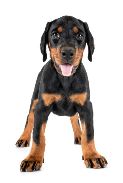 istock puppy Doberman Pinscher 1176603660