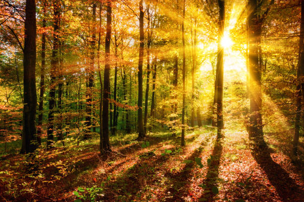 istock Light and shadows in the forest in autumn 1176603777