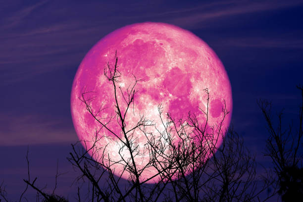 istock super full harvest moon on night sky back dry branch tree in the field 1176603975