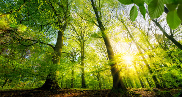 istock Sunlit green foliage in the forest 1176603985
