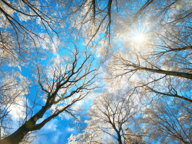 Forest in winter with snow white treetops against the deep blue sky and the sun, worms eye view