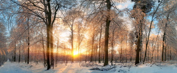 Winter landscape at sunset in a forest