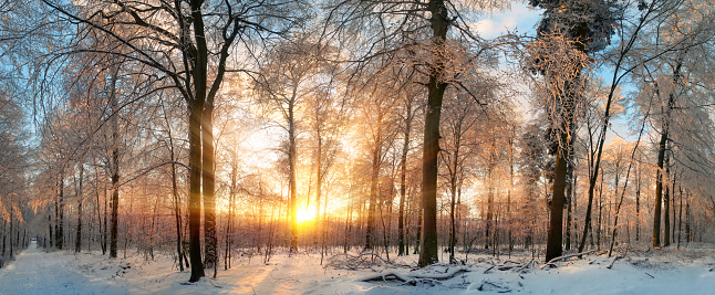 Panoramic witner lanscape at sunset, with gold rays of light illumining the snow covered trees