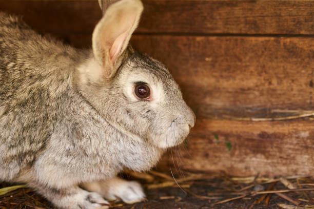 istock Gray and brown rabbit in a cage, close up 1176605173