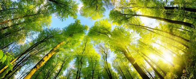 The sun beautifully illuminating the green treetops of tall beech trees in a forest clearing, panorama shot