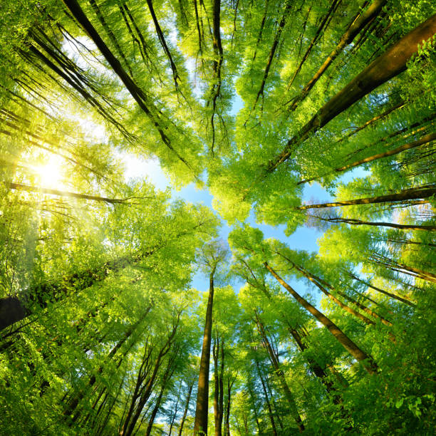 panorama spheric em uma floresta, vista ascendente magnífica às copas das árvores - beech leaf leaf tree green - fotografias e filmes do acervo