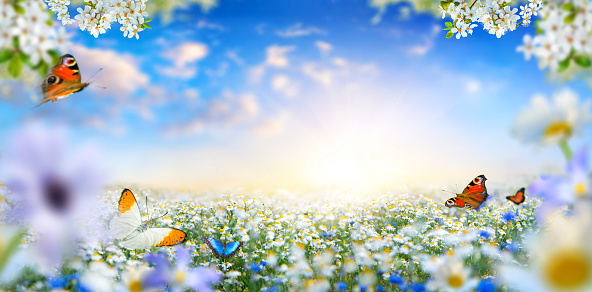 Dreamland fantasy landscape with a meadow covered by spring flowers and butterflies flying towards the sun in the blue morning sky