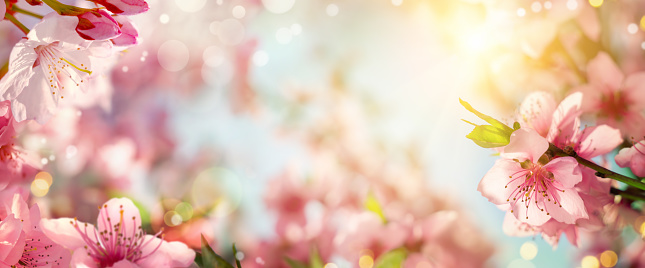 Panoramic spring background with beautiful pink cherry blossoms, bokeh background and lots of warm dreamy sunlight