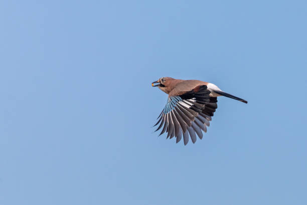 Flying eurasian jay Flying eurasian with a corn kernel in its beak. eurasian jay photos stock pictures, royalty-free photos & images