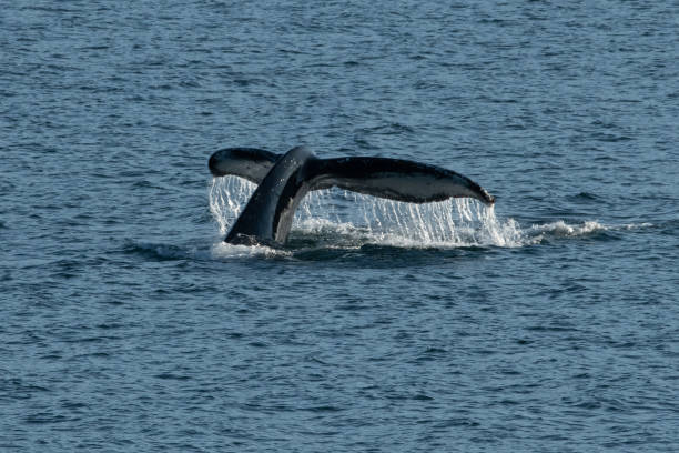 istock SE Alaska Inside Passage by ferry - humpback whale 1176607080