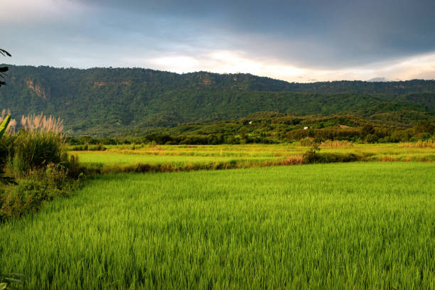 Rice fields near the hill in Thailand
