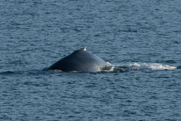 istock SE Alaska Inside Passage by ferry - humpback whale 1176607174