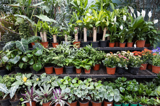istock Plant nursery in Coyoacan 1176607356
