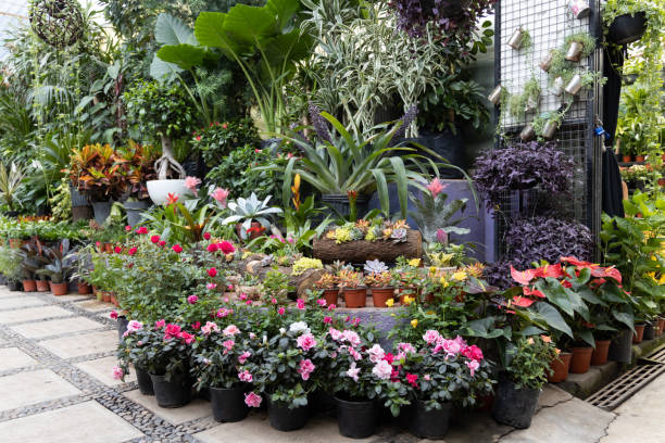 Plant nursery in Coyoacan, Mexico City. Shallow depth of field. Viveros de Coyoacan.