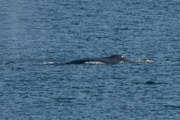 istock SE Alaska Inside Passage by ferry - humpback whale 1176607554