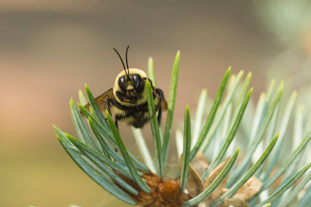 A single bumblebee on green pine needles looking toward camera. Photo taken in Montana, USA. Horizontal composition and copy space.