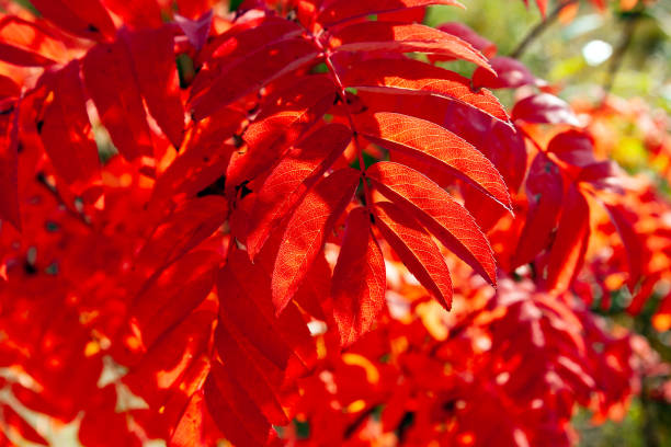istock Reddened Rowan leaves, lit by the sun behind. The natural background is orange. 1176608580
