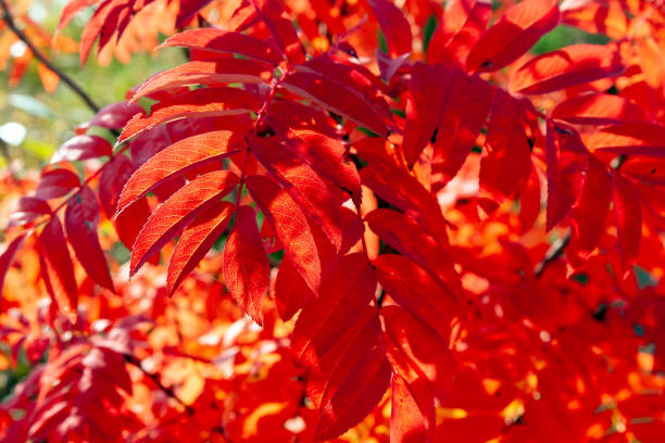 istock Bright orange autumn leaves Rowan illuminated by the sun. 1176608615