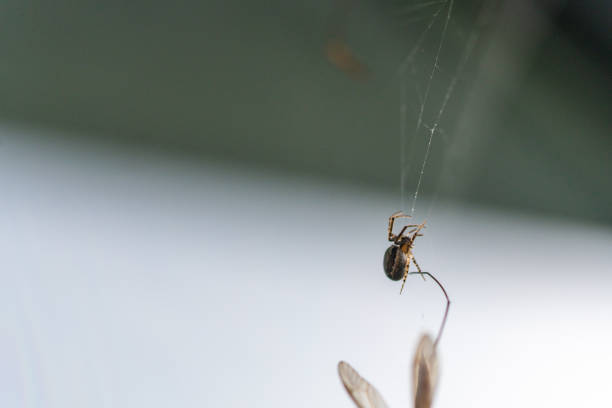 a  spider has caught a flying insect in its web and sucks it