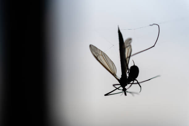 a  spider has caught a flying insect in its web and sucks it