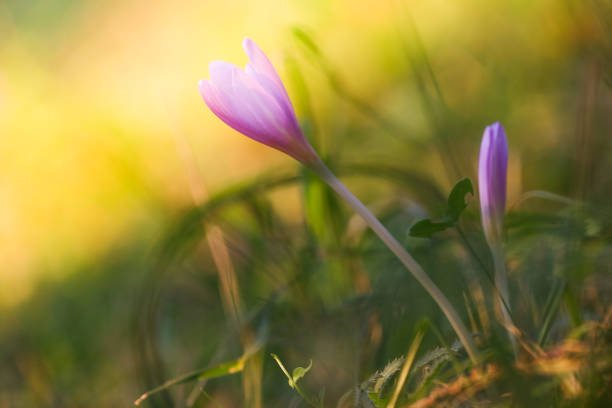 istock Autumn Crocus blooming autumn purple flower 1176610054