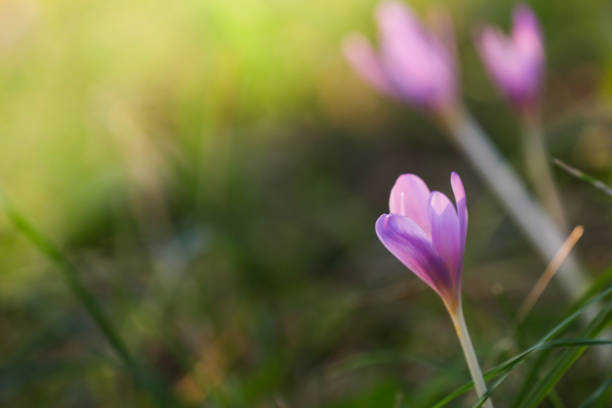 istock Autumn Crocus blooming autumn purple flower 1176610081