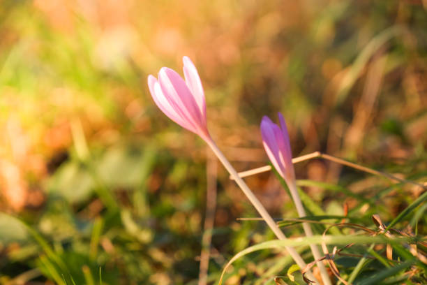 istock Autumn Crocus blooming autumn purple flower 1176610097