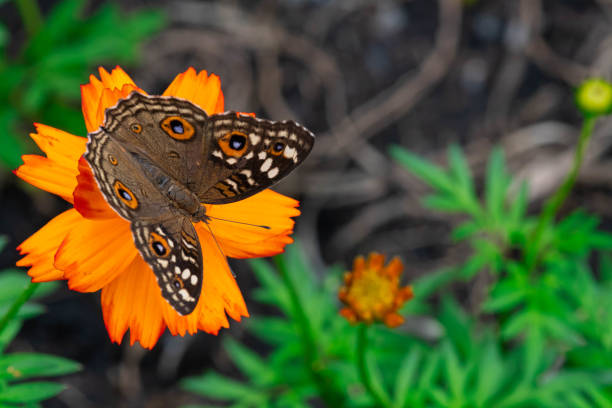 A Common Buckeye Butterfly (Junonia coenia)nectaring flowers (Maxican Sunflower);