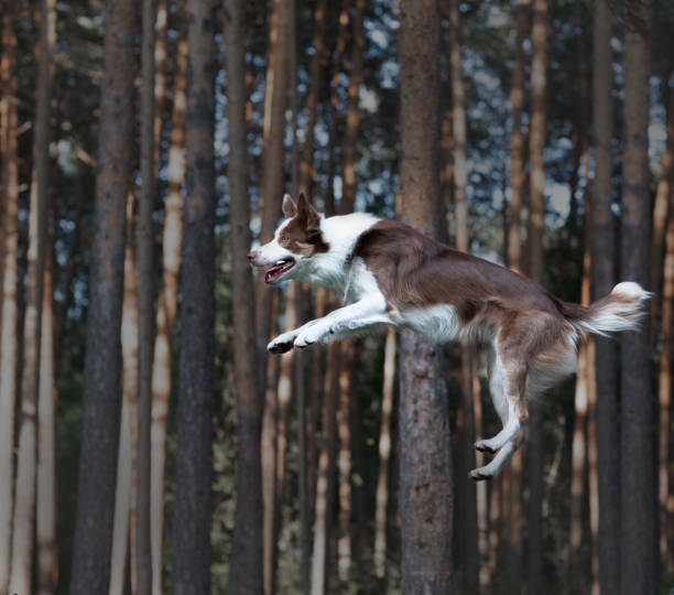 Incredibly bouncing border collie in flight to the ground
