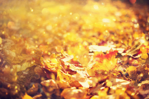 istock Autumn leaves background. Yellow maple leaf over blurred texture with sunlight, sunny bokeh, copy space. Concept of fall season. Golden autumn card 1176610306