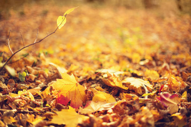 istock Autumn leaves background. Yellow maple leaf over blurred texture with copy space. Concept of fall season. Golden autumn card 1176610309