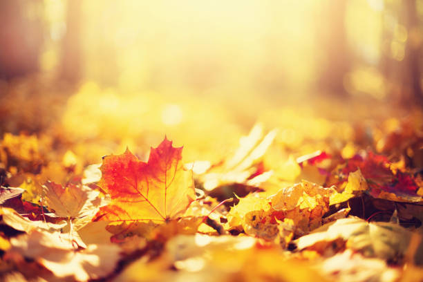 istock Autumn leaves background. Yellow maple leaf over blurred texture with copy space. Concept of fall season. Golden autumn card 1176610381