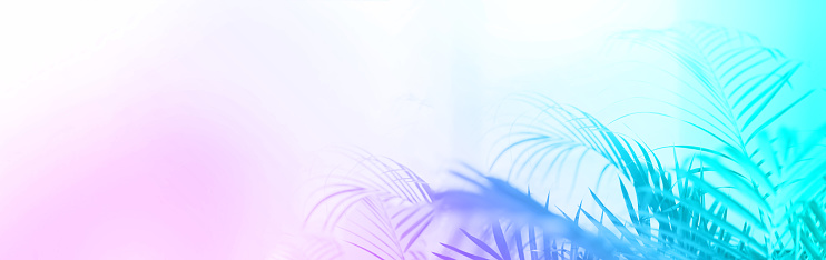 Summer travel concept. Shadow of exotic palm leaves, trendy neon colors. Rainbow gradient background with copy space. Banner.